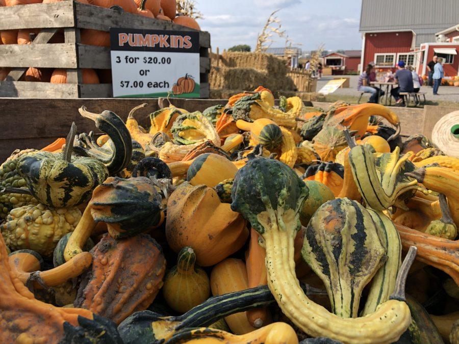 Gourds at Wickham Farms (Photo by Erin Reilly)