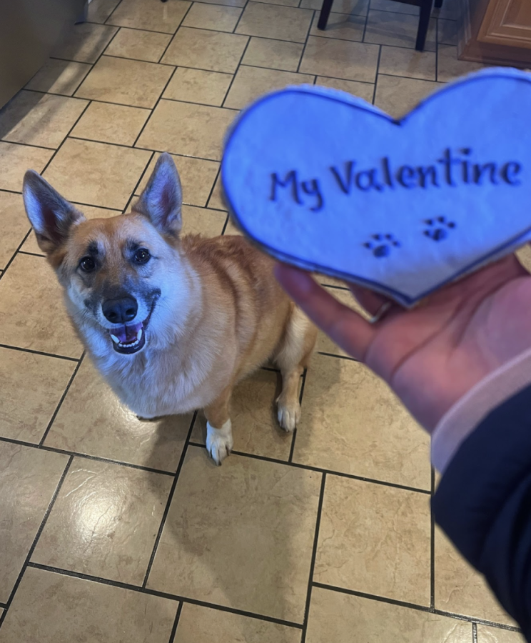 My fuzzy Valentine, Murray! (Photo by Brooke Eastman, Staff Writer)