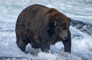 Bear 747, Fat Bear Week 2022 Champion (via Katmai’s Flickr Page) 