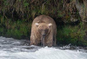 2023 Fat Bear Week champion 128 Grazer via Katmai's Flickr Page
